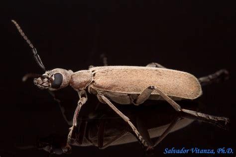 Coleoptera Meloidae Epicauta Blister Beetles B Urban Programs El