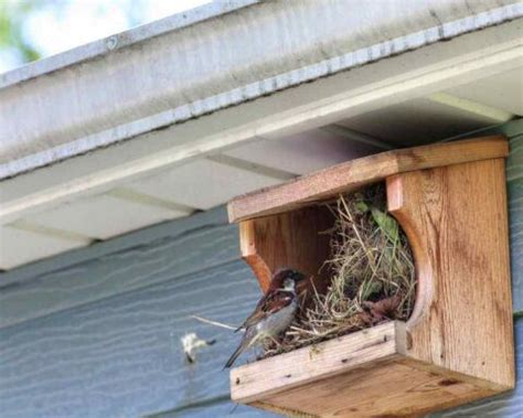 Sparrow Nests Where To Find Them What They Look Like More