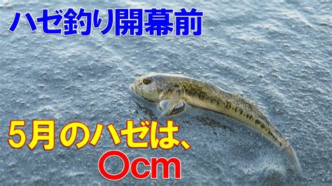 ハゼ釣り開幕前、5月のハゼの大きさは？実釣＆水中映像を撮ってみた Youtube