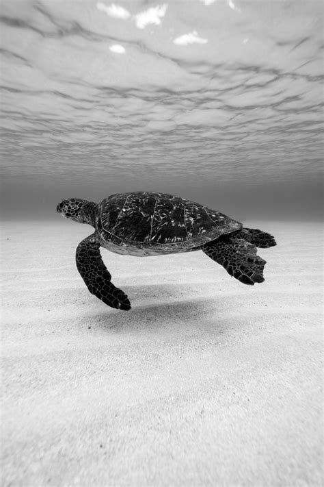 Turtle Wallpaper Photos, Download The BEST Free Turtle Wallpaper Stock ...