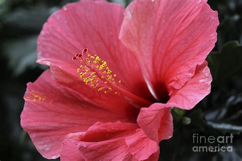 Hibiscus Portrait Beauty Photograph By Deborah Benoit