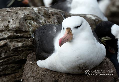 Falkland Islands Wildlife – Ramdas Iyer Photography