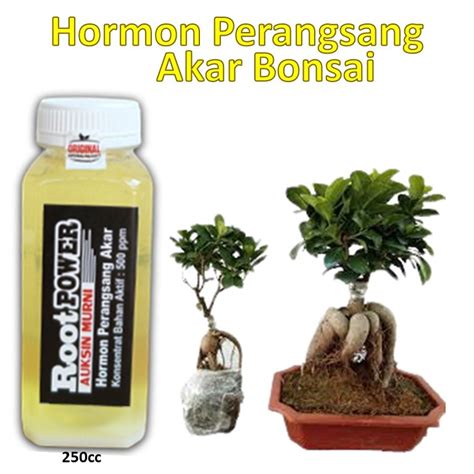 Jual Root Power Ml Auksin Murni Auksin Perangsang Akar