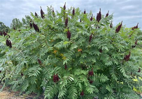 smooth sumac woody warehouse nursery  lizton