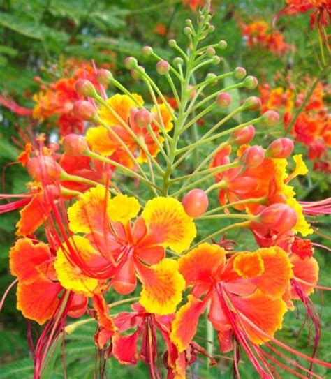 Caesalpinia Pulcherrima Var Red Red Dwarf Poinciana Pride Of