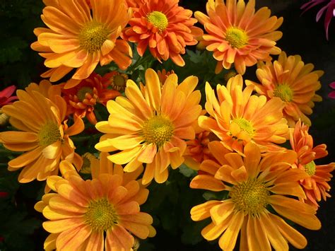 Orange Chrysanthemums A Photo On Flickriver