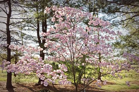 Dogwood Tree Leaves – Identifications, and Common Issues - Plantglossary