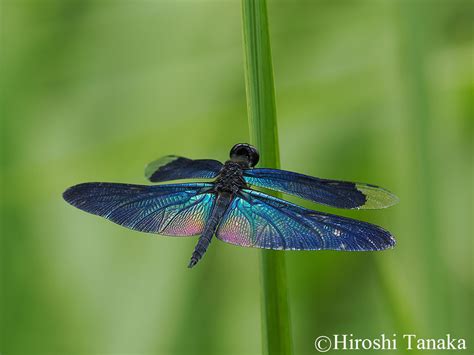 田中 博 on Twitter クレインパークいずみ撮影会観察会のロケハンOM 1 ED 300mm F4 0 IS PRO