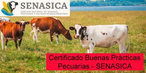 Certificación Buenas Prácticas Pecuarias 2025 SENASICA