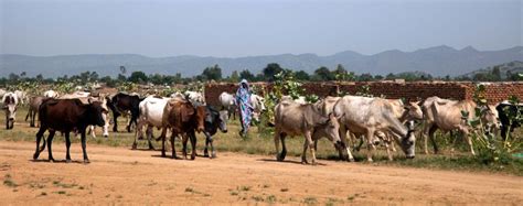 Fights In Central And South Darfur As Rsf ‘seeks To Seize All Towns