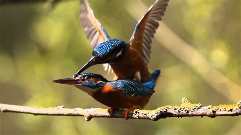 Kingfisher Diary Ep 6 Kingfishers Mating Youtube