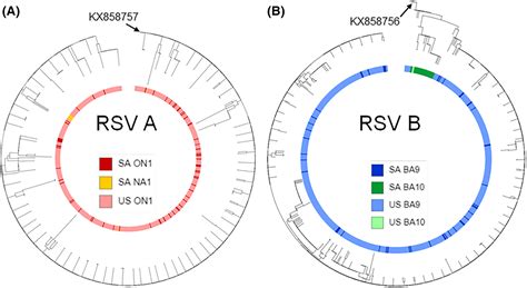 Characterization Of Human Respiratory Syncytial Virus Rsv Isolated