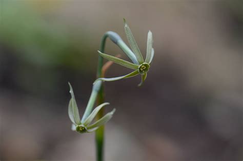 Narcissus - O2 Landscapes