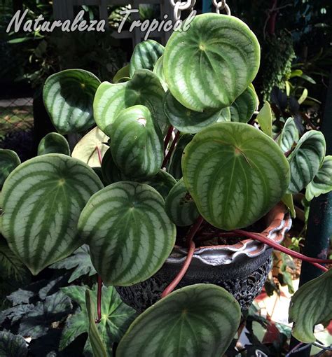 Conoce al meloncito de jardín y sus cuidados Peperomia argyreia Plantas