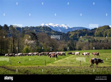 Organic farming of an organic beef breeder selling his meat and milk directly to consumers Stock ...