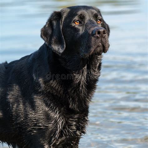 Black Labrador Retriever Male Adult Stock Image Image Of Breed