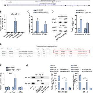 Nr F Regulates Acat Expression At The Transcriptional Level A The