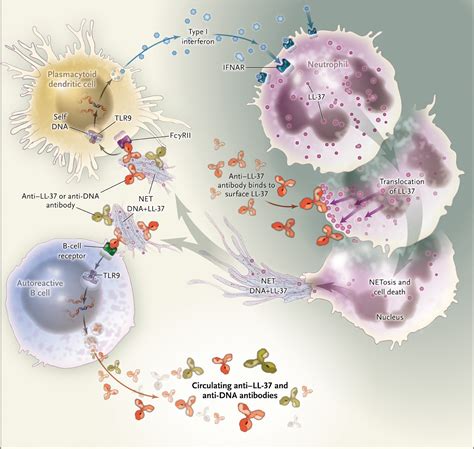 Systemic Lupus Erythematosus And The Neutrophil Nejm