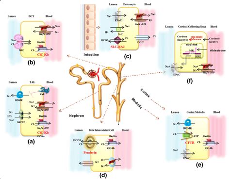 Schematic Of Localizations And Function Of Ion Transporters Defective