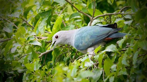 Green Imperial Pigeon Ducula Aenea At Yala