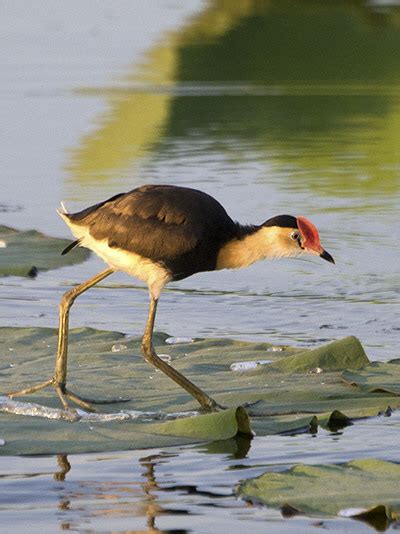 Jacanas Of Se Asia