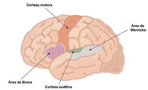 La corteza cerebral áreas motoras de asociación y del lenguaje