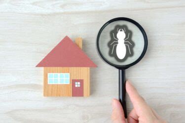 Les Petits Insectes De La Maison Le Guide Pour Les Identifier