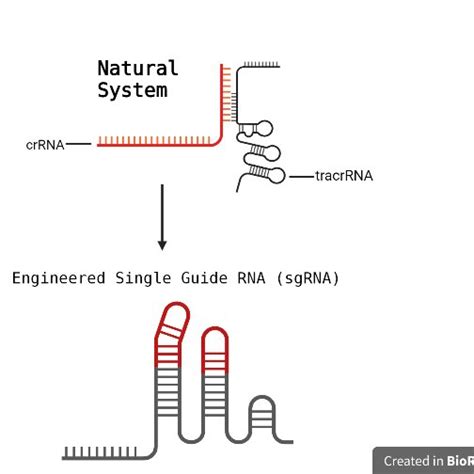 Pdf Introduction To Crispr Cas9