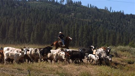 cowboy herding cattle while on his horse by Via Films | Royalty Free Stock Footage – Artgrid.io