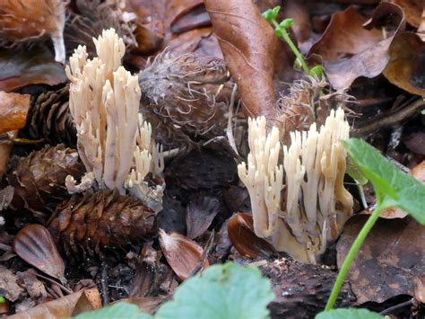 Upright Coral Fungus From Lage Vuursche Nederland On October