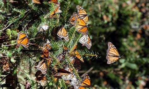 Definieron Un Plan Estratégico Para Proteger A La Mariposa Monarca En