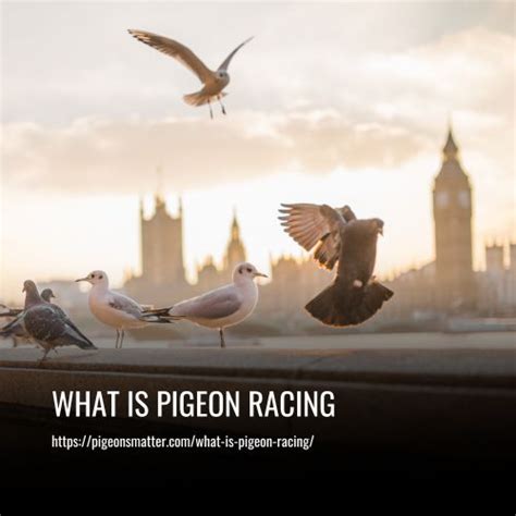 What Is Pigeon Racing The Ultimate Guide To A Unique Sport