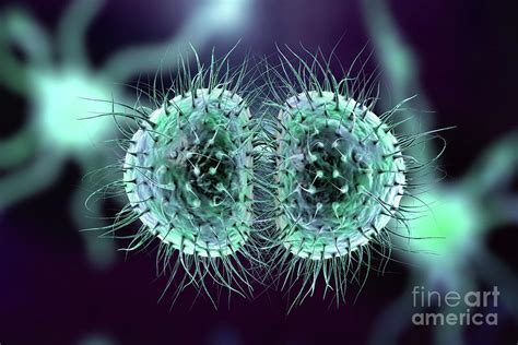 Meningitis Bacteria Photograph By Kateryna Konscience Photo Library Pixels