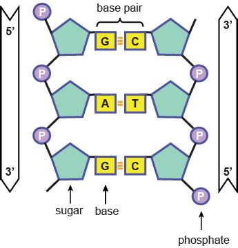 Dna Nucleotides