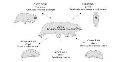 the diagram below shows different stages of an animal's life cycle and ...