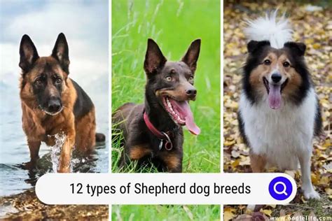types  shepherd dog breeds  pictures