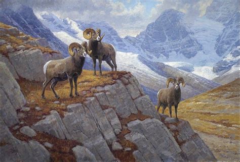 Bighorn Sheep Painting By Ralph Oberg Deer Artwork Wildlife Artwork