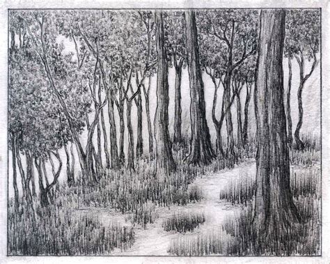 Eskel Kreig Photography — Forest #forest #trees #pencil #drawing #graphite...