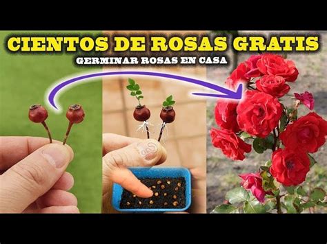 Descubre Cuánto Tardan en Germinar las Semillas de Rosales y Crea un