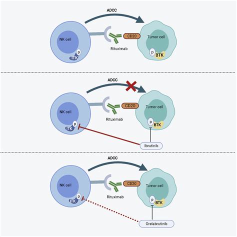 Ibrutinib Mechanism Of Action