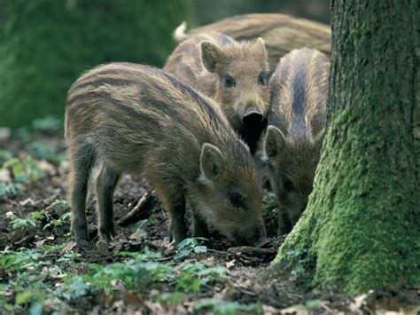 Il Cinghiale Parco Nazionale Del Gran Sasso E Monti Della Laga