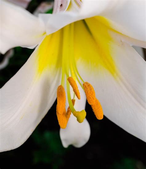 Lily Flower With White Petals Pistil And Stamens Close Up Macro Stock