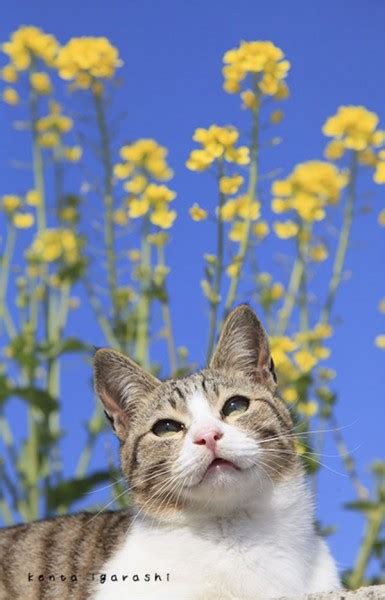 【ねこ拝見】『タモリ倶楽部』に出演 飛び猫写真でおなじみ五十嵐健太さんと飛び猫トーク その2 Sirabee