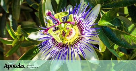 Passiflora caerulea o flor de la pasión Qué es esta planta