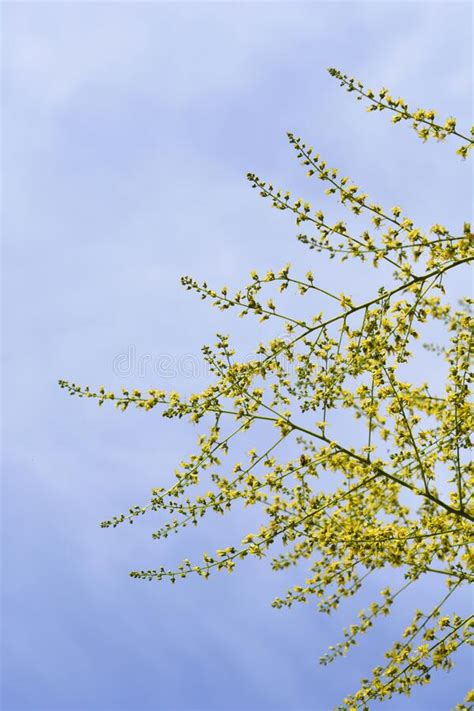 Golden Rain Tree Stock Photo Image Of Tree Close Botany 254086278