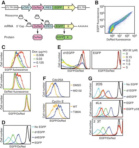 Global Protein Stability Profiling In Mammalian Cells Science