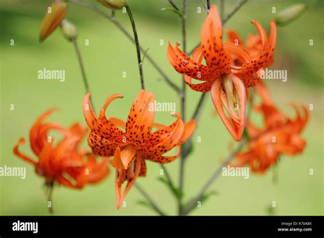 Lilium Lancifolium Flore Pleno Also Called Tiger Lily Or Double