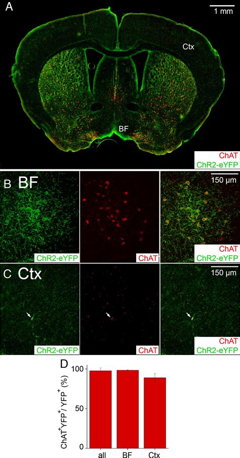 A Functional Logic For Neurotransmitter Corelease In The Cholinergic