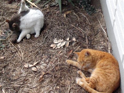 町の動物猫たちのモーニングルーティン とんマーク研究所