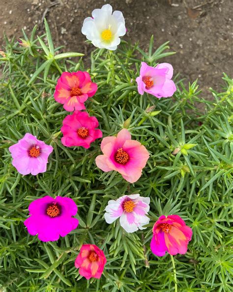 Portulaca Grandiflora Perennial, Giant Single Flower. Random Cuts - Etsy